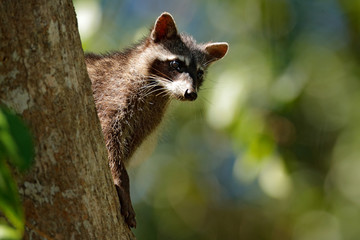 Obraz premium Raccoon, Procyon lotor, hidden in the green forest vegetation in National Park Manuel Antonio, Costa Rica. Wildlife scene from tropic nature. Animals in the dark forest. Cute raccoon on the tree.