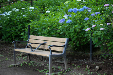 Obraz premium 青と白のアジサイに囲まれた公園のベンチ