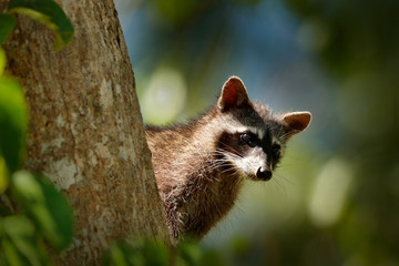 Raccoon, Procyon lotor, hidden in the green forest vegetation in National Park Manuel Antonio, Costa Rica. Wildlife scene from tropic nature. Animals in the dark forest. Cute raccoon on the tree.
