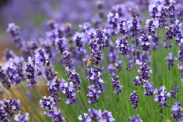 紫がきれいなラベンダー畑をとぶミツバチ