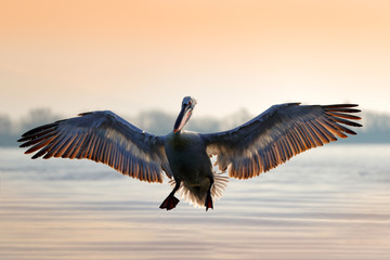 Dalmatian pelican, Pelecanus crispus, landing in Lake Kerkini, Greece. Pelican with open wings. Wildlife scene from European nature. Bird landing to the blue lake water. Bird fly.