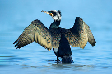 Great Cormorant, Phalacrocorax carbo, sitting in the blue water. Spring on the lake with beutiful bird. Wildlife scene from nature. Cormorant in the river habitat, Germany, Europe.
