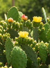 cactus bushes with prickles and flowers