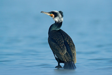 Great Cormorant, Phalacrocorax carbo, sitting in the blue water. Spring on the lake with beutiful bird. Wildlife scene from nature. Cormorant in the river habitat, Germany, Europe.