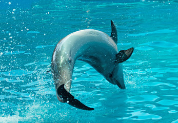 dolphins swim and jump in the water