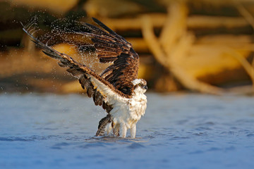 Flying osprey with fish. Action scene with bird, nature water habitat. Osprey hunting in the water. White bird of prey fighting with fish.