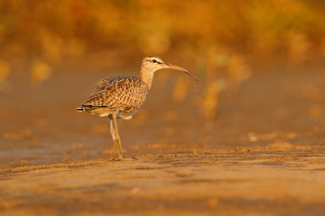 Bird on the beach in evening light, unset. Whimbrel, Numenius phaeopus on the tree trunk, walking...