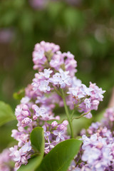 Fototapeta na wymiar branch of lilac in the sun light: spirit of spring time