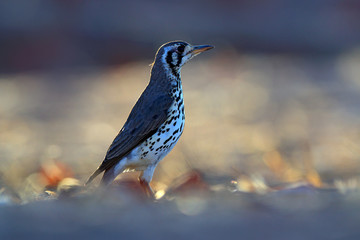 Groundscraper thrush, Psophocichla litsitsirupa, black and white bird in sand desert in Namibia, dark form bird. Animal behaviour in Africa. Wind in the bird plumage. Wildlife scene from nature