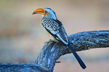 Southern Yellow-billed Hornbill, Tockus leucomelas. Etosha, Namibia, Africa. Detail portrait of bird with big yellow bill. Wildlife scene from African nature.