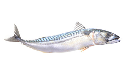 Mackerel fish on white background