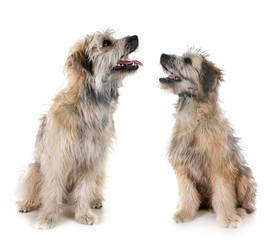 Pyrenean Shepherds in studio
