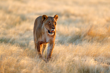 Big angry female lion in Etosha NP, Namibia. African lion walking in the grass, with beautiful evening light. Wildlife scene from nature. Animal in the habitat. Safari in Africa.