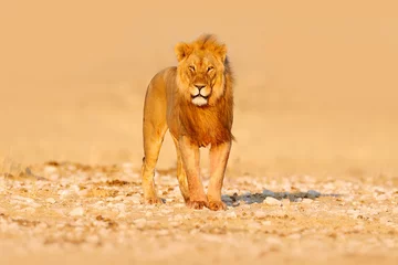 Gartenposter Löwe Löwenwanderung. Porträt des afrikanischen Löwen, Panthera leo, Detail der großen Tiere, Etocha NP, Namibia, Afrika. Katzen im trockenen Naturlebensraum, heißer sonniger Tag in der Wüste. Wildlife-Szene aus der Natur.