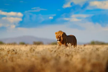 Foto op Aluminium Lion walk. Portrait of African lion, Panthera leo, detail of big animals, Etocha NP, Namibia, Africa. Cats in dry nature habitat, hot sunny day in desert. Wildlife scene from nature. African blue sky. © ondrejprosicky