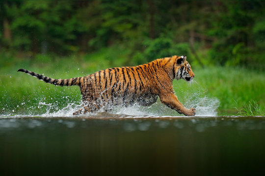 Siberian tiger running in the water. Dangerous animal, taiga in Russia. Animal in the forest river. Dark vegetation with tiger splashing water. Amur tiger in the nature habitat. Wildlife in Asia.