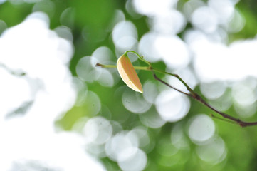 close up of white magnolia flower