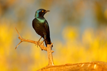 Cape Glossy Starling, Lamprotornis nitens, nature habitat. Detail close-up portrait with yellow eye. Beautiful shiny bird in the green forest, near the nest hole. Wildlife in Namibia.
