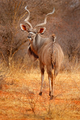 Greater kudu, Tragelaphus strepsiceros,  handsome antelope with spiral horns. Animal in the green meadow habitat, Okavango delta, Moremi, Botswana. Kudu in Africa. Wildlife scene from African nature.
