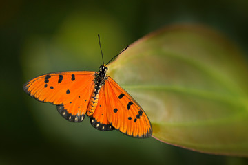 Tawny coster, Acraea terpsicore (syn. A. violae) in nature habitat. Nice insect from India in the green forest. Orange butterfly sitting on the green leave from Asia.
