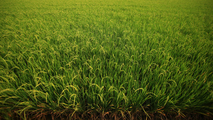 full grown rice. rice field close-up. dirt road path for controlling the agricultural area. ready to harvest rice in a paddy field in tropical regions of Thailand.