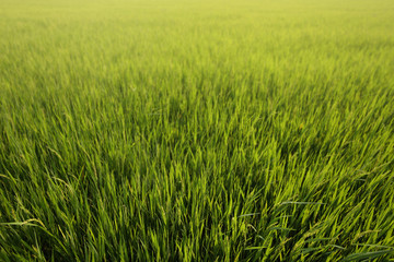 full grown rice. rice field close-up. dirt road path for controlling the agricultural area. ready to harvest rice in a paddy field in tropical regions of Thailand.