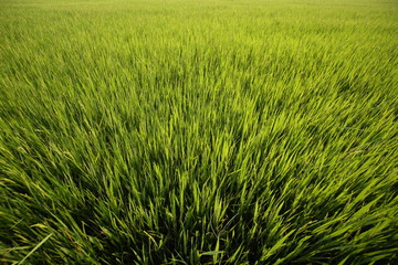 full grown rice. rice field close-up. dirt road path for controlling the agricultural area. ready to harvest rice in a paddy field in tropical regions of Thailand.