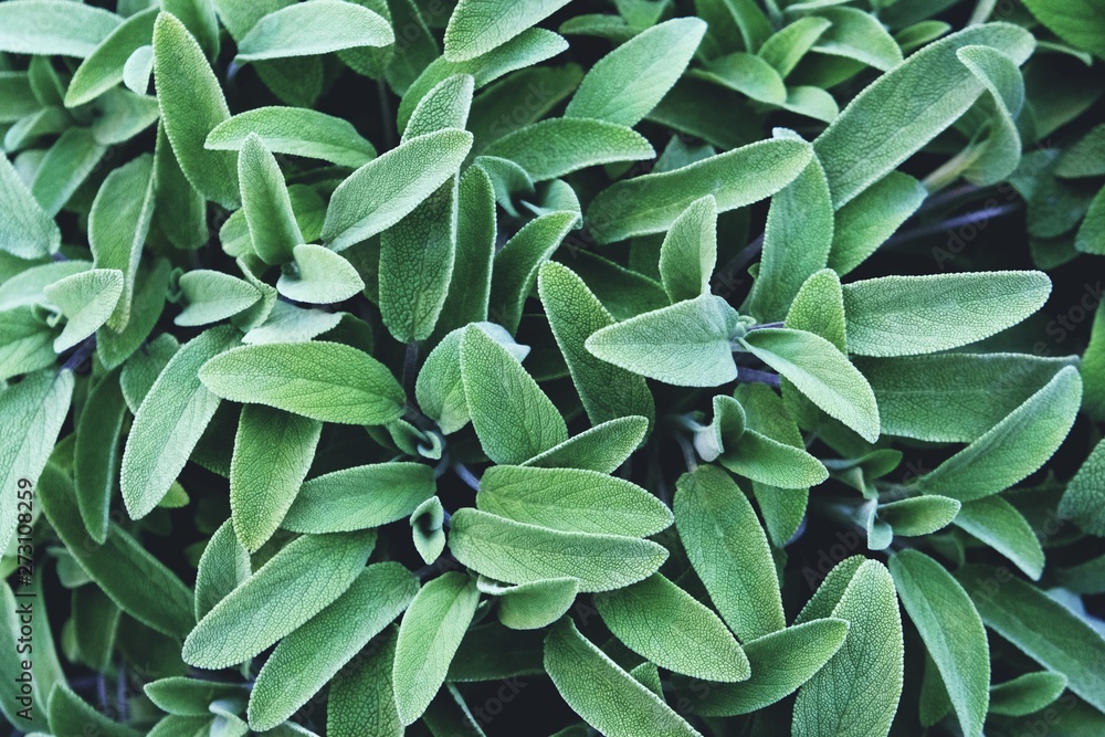 Sticker fresh green sage leaves texture for background. summer aromatic plants