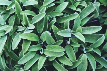 Fresh green sage leaves texture for background. Summer aromatic plants - obrazy, fototapety, plakaty