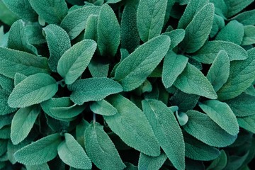 Fresh green sage leaves texture for background. Summer aromatic plants