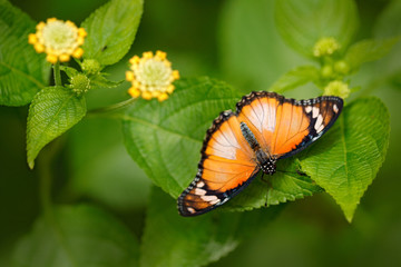 Danaus chrysippus, Plain tiger African queen butterfly sitting on the green leave with yellow bloom flowers. Beautiful insect in the nature forest habitat, India, Asia.