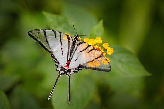 Mexican Kite-Swallowtail Eurytides epidaus, beautiful butterfly with transparent white wings. Butterfly sitting on yellow flower in green forest. Insect from Mexico. Wildlife scene from tropic jungle
