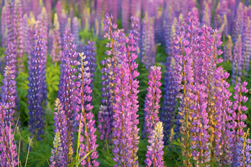 Blooming lupins closeup