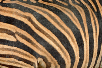 Zebra with blue storm sky with clouds. Burchell's zebra, Equus quagga burchellii, Nxai Pan National Park, Botswana, Africa. Wild animal on the green meadow. Wildlife nature on African safari.