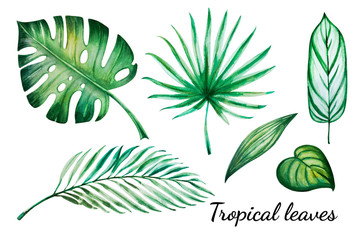Beautiful tropical leaves set. Monstera, palm. Watercolor painting. Exotic plant. Natural print. Sketch drawing. Botanical composition. Greeting card. Painted background. Hand drawn illustration.
