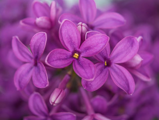 Elder known as elderberry, black elder, flowers in ultra violet. Macro, botany. Elder flower (Sambucus nigra).