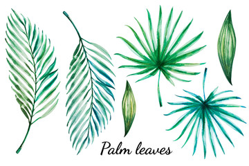 Beautiful tropical leaves set. Palm. Watercolor painting. Exotic plant. Natural print. Sketch drawing. Botanical composition. Greeting card. Painted background. Hand drawn illustration.