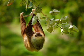 Sloth in nature habitat. Beautiful Hoffman’s Two-toed Sloth, Choloepus hoffmanni, climbing on the...