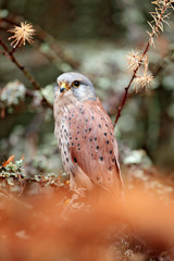 Common Kestrel, Falco tinnunculus, little bird of prey sitting in orange autumn forest, Germany. Larch tree with fall dawn leaves in the forest with kestrel. Wildlife nature.