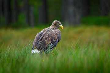 White-tailed Eagle, Haliaeetus albicilla, sitting in the green marsh grass, forest in the background. Wildlife scene from nature.