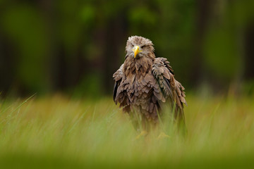 White-tailed Eagle, Haliaeetus albicilla, sitting in the green marsh grass, forest in the...
