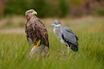 Portrait of White-tailed Eagle, Haliaeetus albicilla, sitting in the brown grass. Eagle with grey heron in the foreground. Wildlife scene from nature. Detail close-up portrait of bird, Hungary.