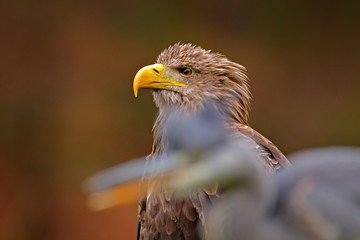 Portrait of White-tailed Eagle, Haliaeetus albicilla, sitting in the brown grass. Eagle with grey heron in the foreground. Wildlife scene from nature. Detail close-up portrait of bird, Hungary.