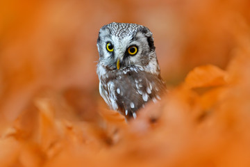 Owl, detail portrait of bird in the nature habitat, Germany. Fall wood in orange, Bird hidden in the orange leaves. Boreal owl with big yellow eyes in the autumn forest in central Europe. nature.