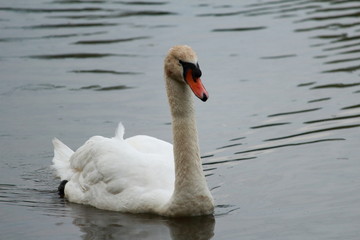 Obraz premium Swan lake pond park closeup 