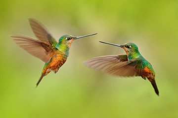 Hummingbirds with long golden tail, beautiful action flight scene with open wings, clear green backgroud, Chicaque Natural Park, Colombia. Two birds Golden-bellied Starfrontlet, Coeligena bonapartei.