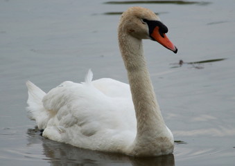 Swan lake park pond closeup
