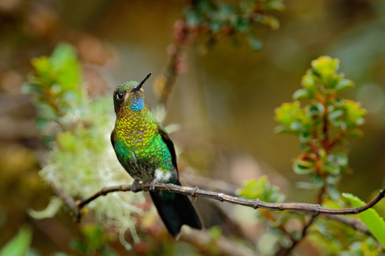 Glowing Puffleg, Eriocnemis vestita, beautiful fairy hummingbird in the nature tropic jungle habitat. Forest bird sitting on the branch in Chingaza National Park, Colombia. Birdwatching in America.