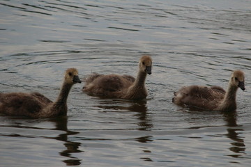 Fototapeta premium Adolescent geese siblings park pond water
