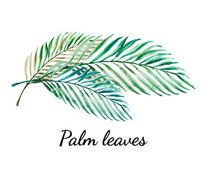 Beautiful tropical leaves. Palm. Watercolor painting. Exotic plant. Natural print. Sketch drawing. Botanical composition. Greeting card. Painted background. Hand drawn illustration.